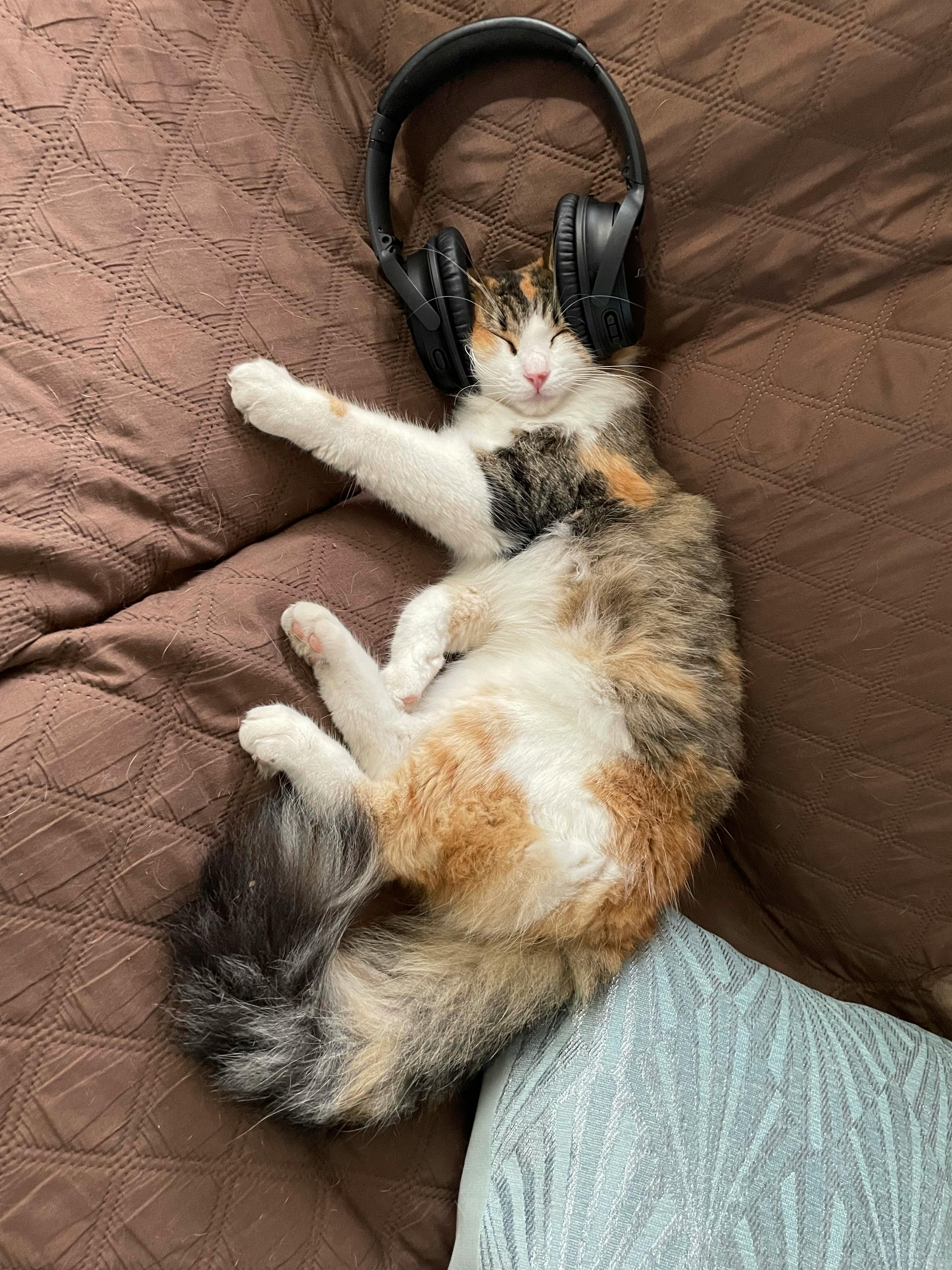 cat wearing headphones & chilling on a sofa